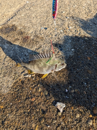 キビレの釣果