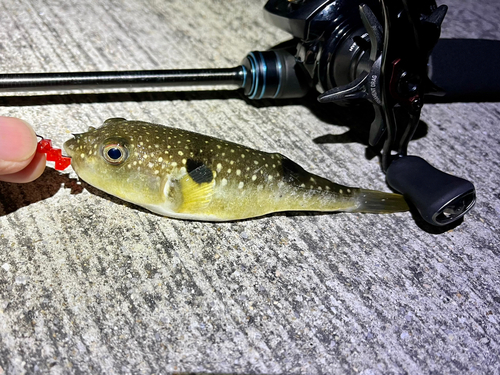 フグの釣果