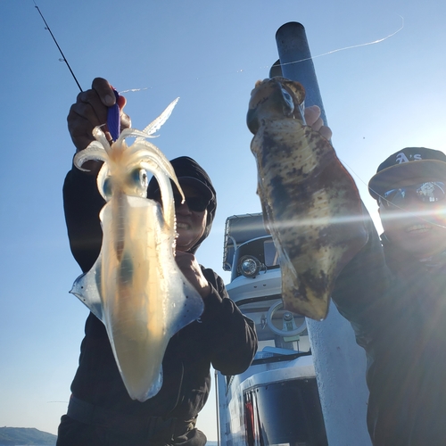 アオリイカの釣果