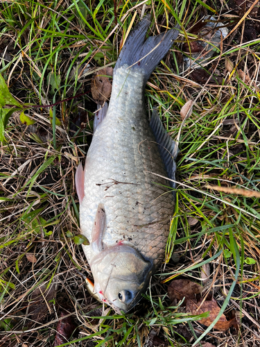 フナの釣果