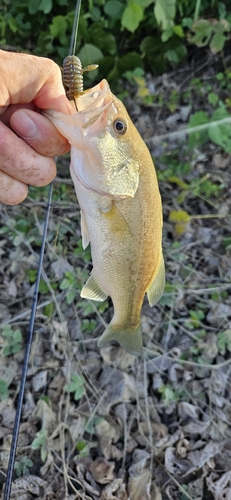 ラージマウスバスの釣果