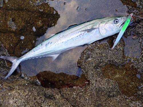 サゴシの釣果