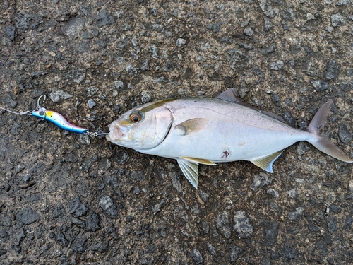 ショゴの釣果