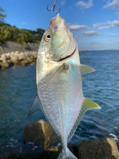 メッキの釣果