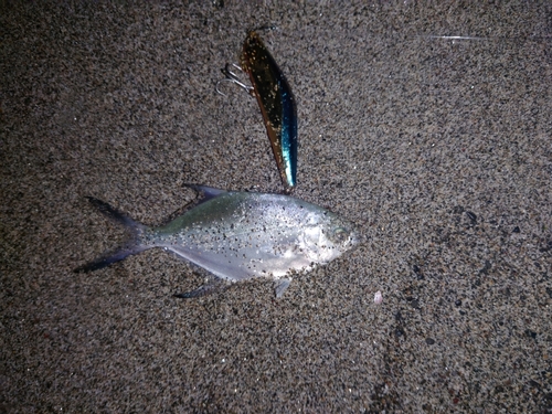 コバンアジの釣果