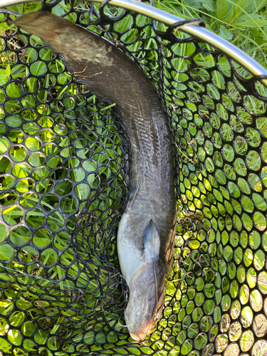 ナマズの釣果