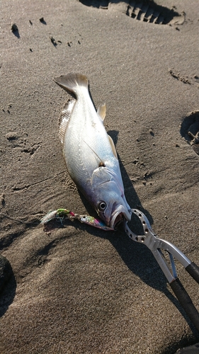 ニベの釣果