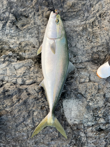 ブリの釣果