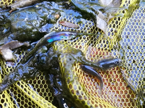 クサフグの釣果