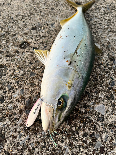 ワカシの釣果