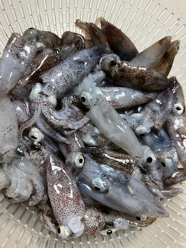 ヒイカの釣果