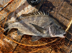 クロダイの釣果