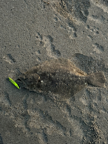 ヒラメの釣果