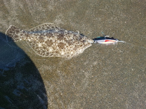 ソゲの釣果