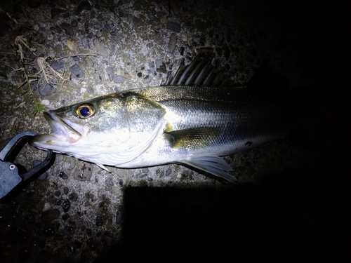 スズキの釣果