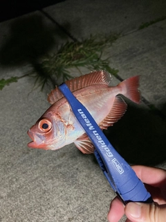 キントキダイの釣果