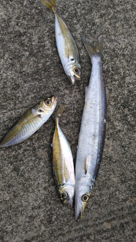 カマスの釣果