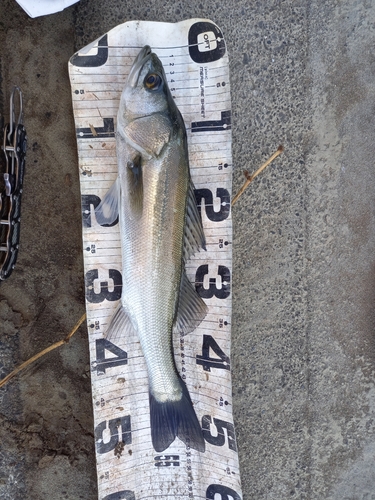 セイゴ（マルスズキ）の釣果