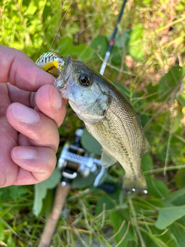 ブラックバスの釣果