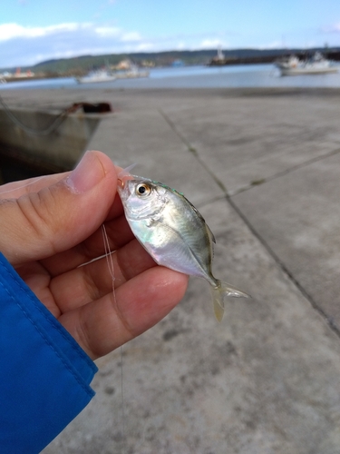 メッキの釣果