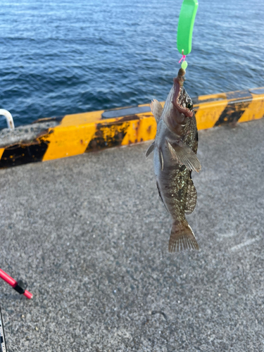 ソイの釣果