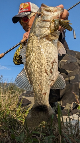 ブラックバスの釣果