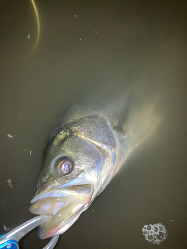 フッコ（マルスズキ）の釣果