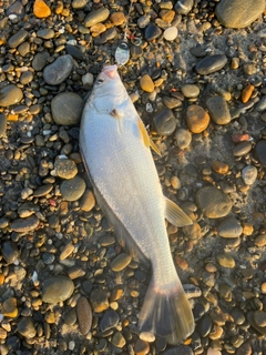 イシモチの釣果