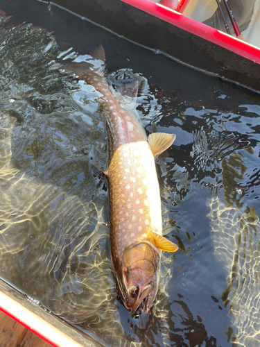 アメマスの釣果