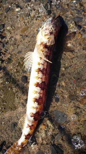 エソの釣果