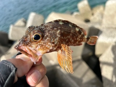 アラカブの釣果