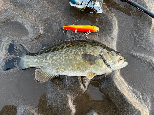 スモールマウスバスの釣果