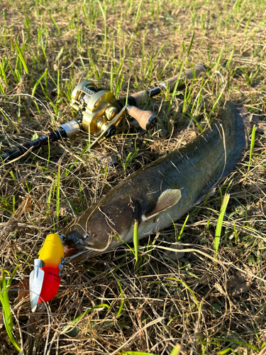 ナマズの釣果