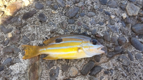 ロクセンフエダイの釣果