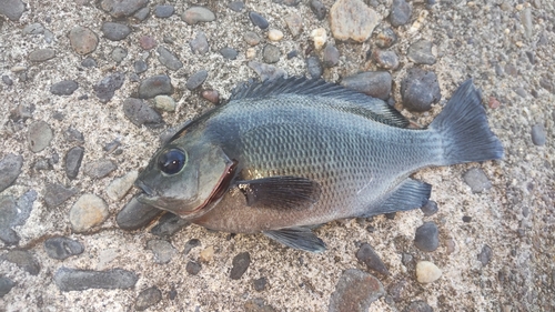 メジナの釣果