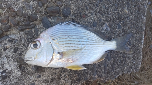 ヘダイの釣果