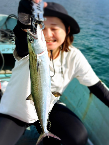 サゴシの釣果