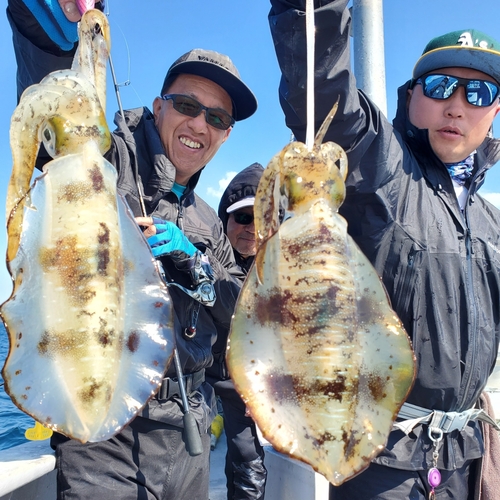 アオリイカの釣果