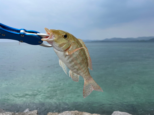 ムネアカクチビの釣果