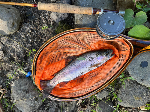 ニジマスの釣果