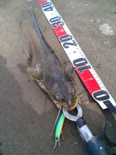 ナマズの釣果