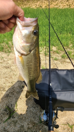 ブラックバスの釣果