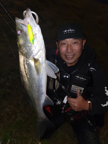 シーバスの釣果