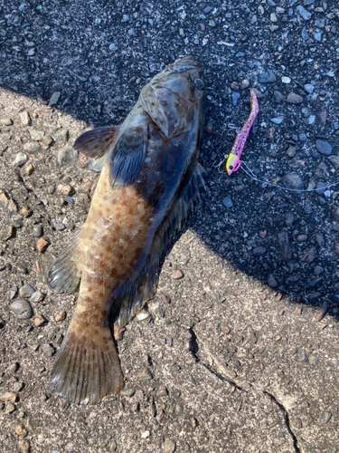 チャイロマルハタの釣果