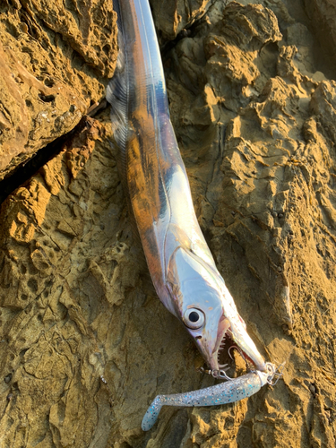 タチウオの釣果