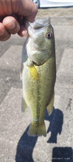 ブラックバスの釣果