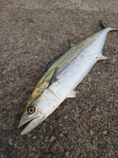 サゴシの釣果