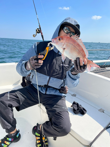 マダイの釣果