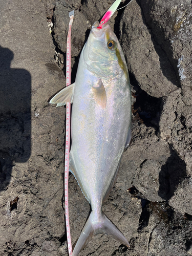 ショゴの釣果