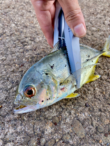 メッキの釣果